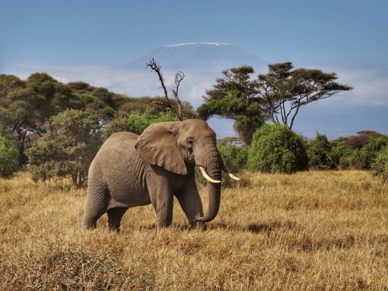 Kenya, ahol a szafari lélegzetet vesz: Az érintetlen vadon és a kultúrák tűzlépcsői